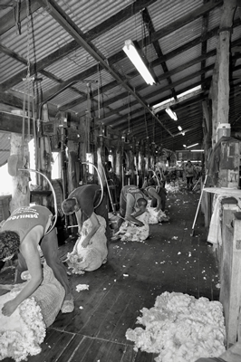 Steam Plains Shearing 022741  © Claire Parks Photography